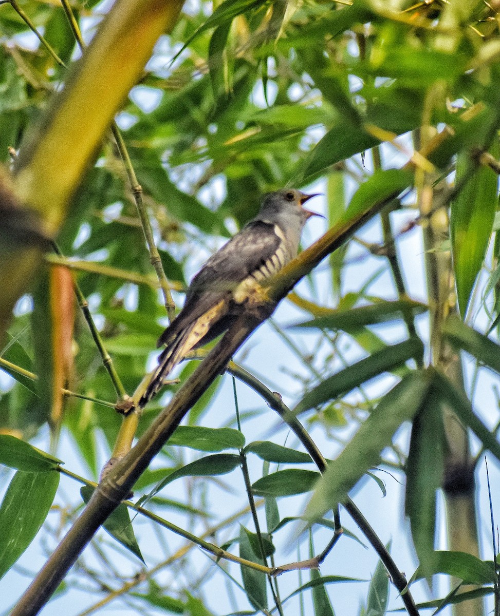 Lesser Cuckoo - ML566311451