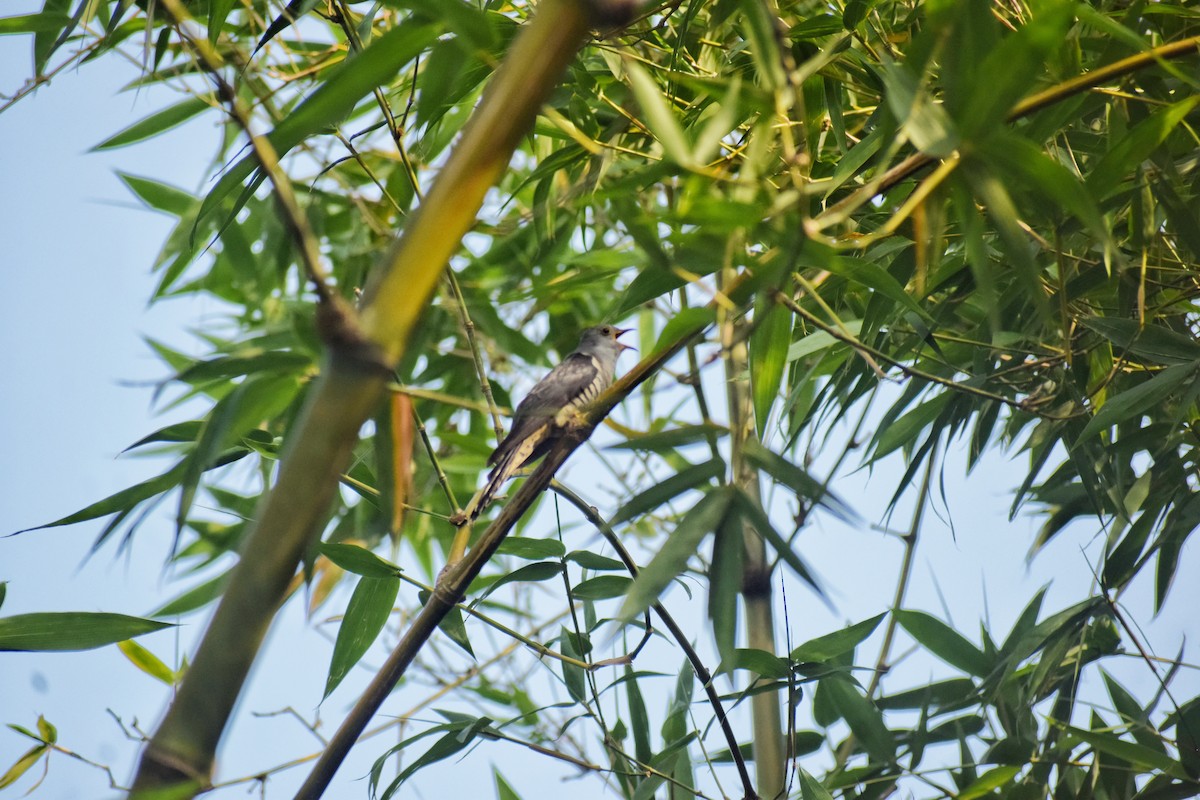 Lesser Cuckoo - ML566311461