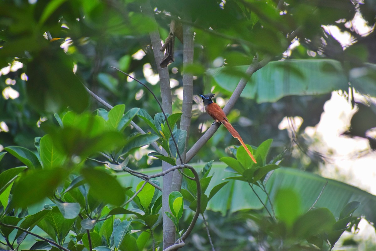 Indian Paradise-Flycatcher - ML566312171