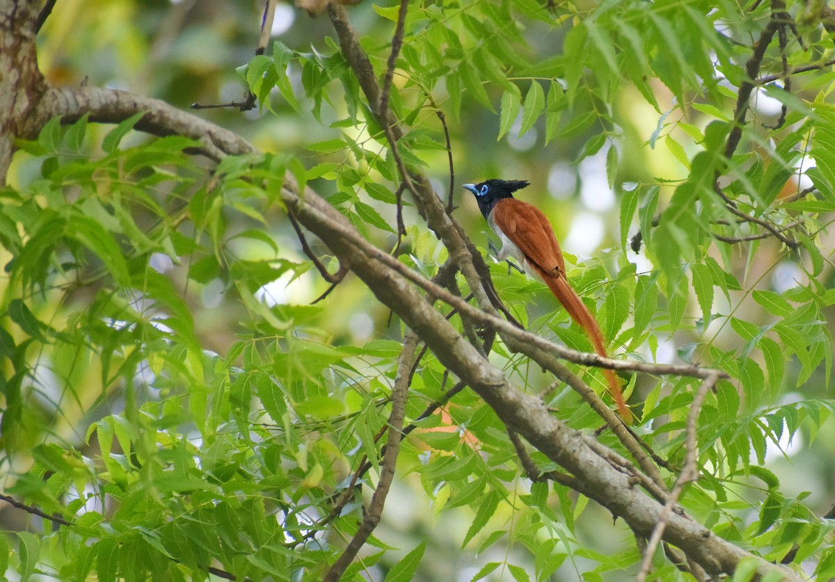 Indian Paradise-Flycatcher - ML566312271