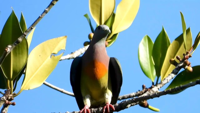 Pink-necked Green-Pigeon - ML566312621