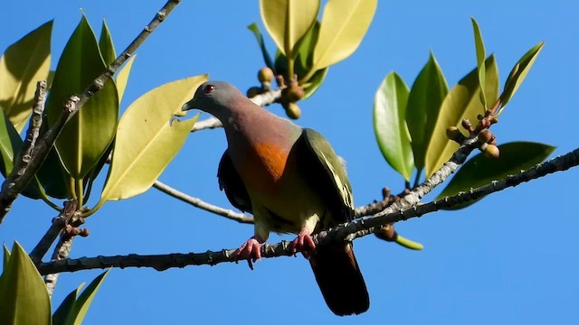 Pink-necked Green-Pigeon - ML566312631