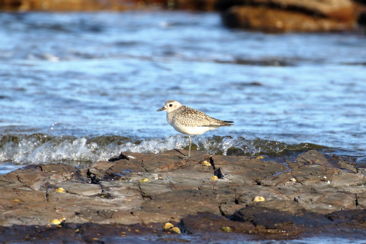 Black-bellied Plover - ML566313351