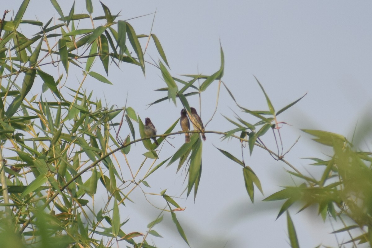 Scaly-breasted Munia - ML566313481