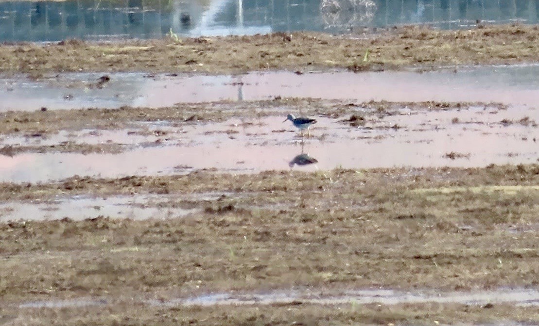 Greater Yellowlegs - ML566313571