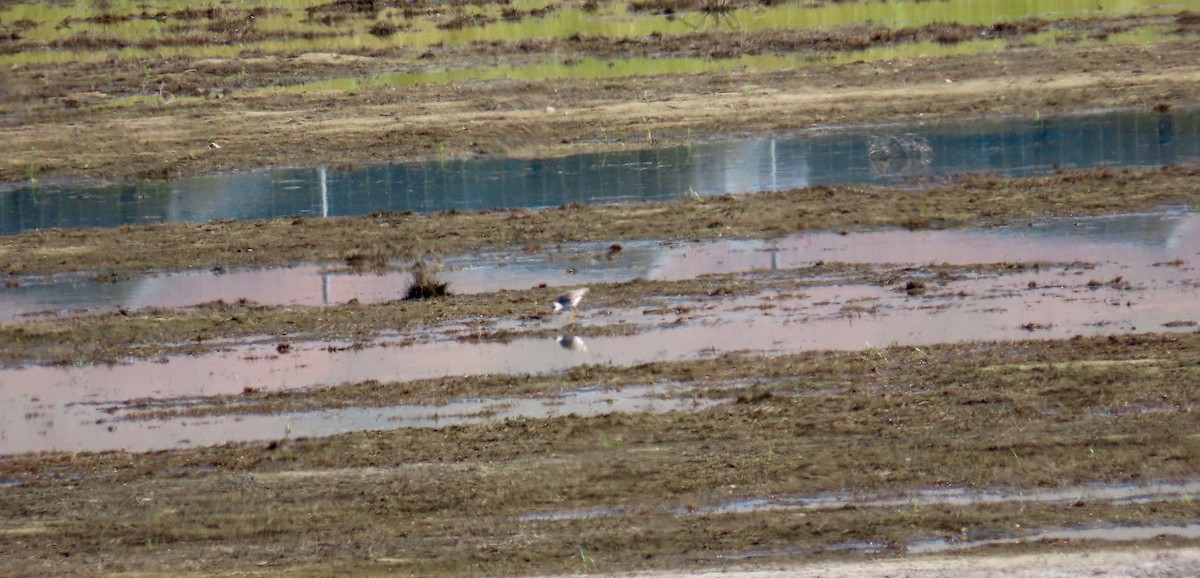 Greater Yellowlegs - ML566313581