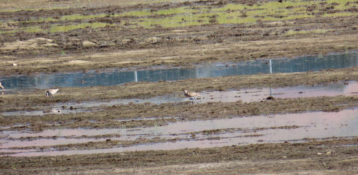 Long-billed Curlew - ML566313621