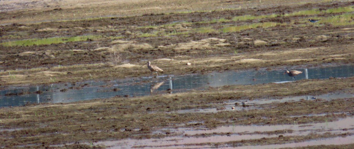 Long-billed Curlew - ML566313641