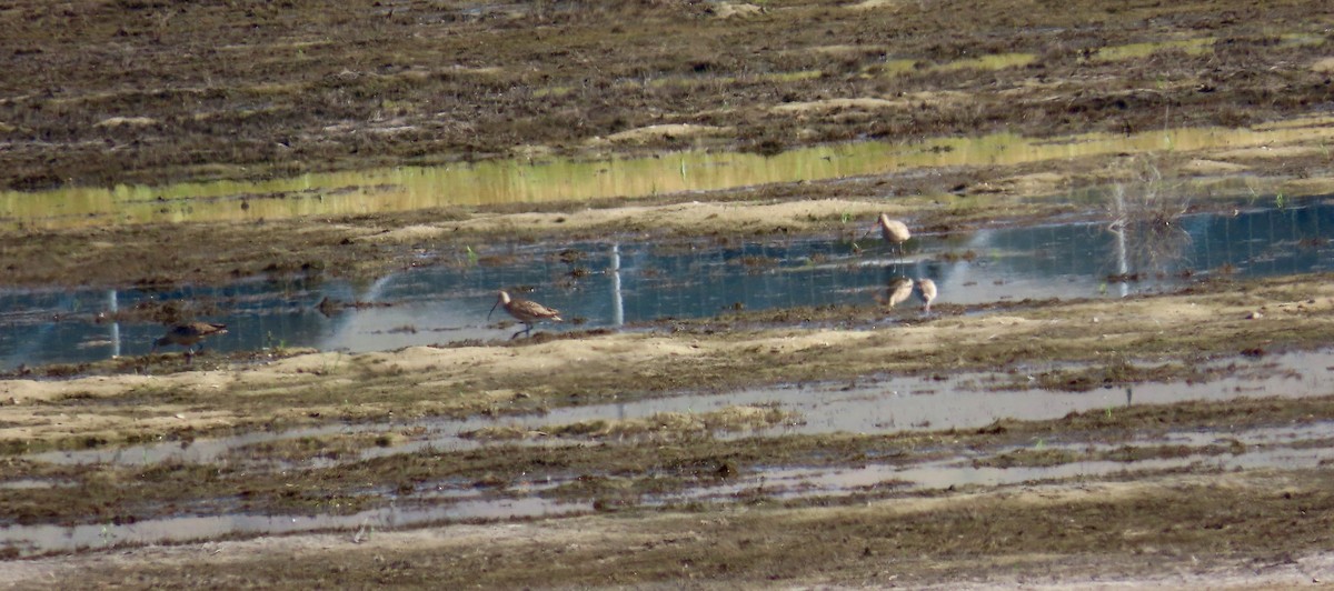 Long-billed Curlew - ML566313661