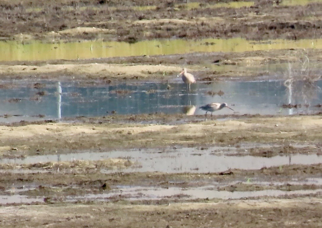 Long-billed Curlew - ML566313681