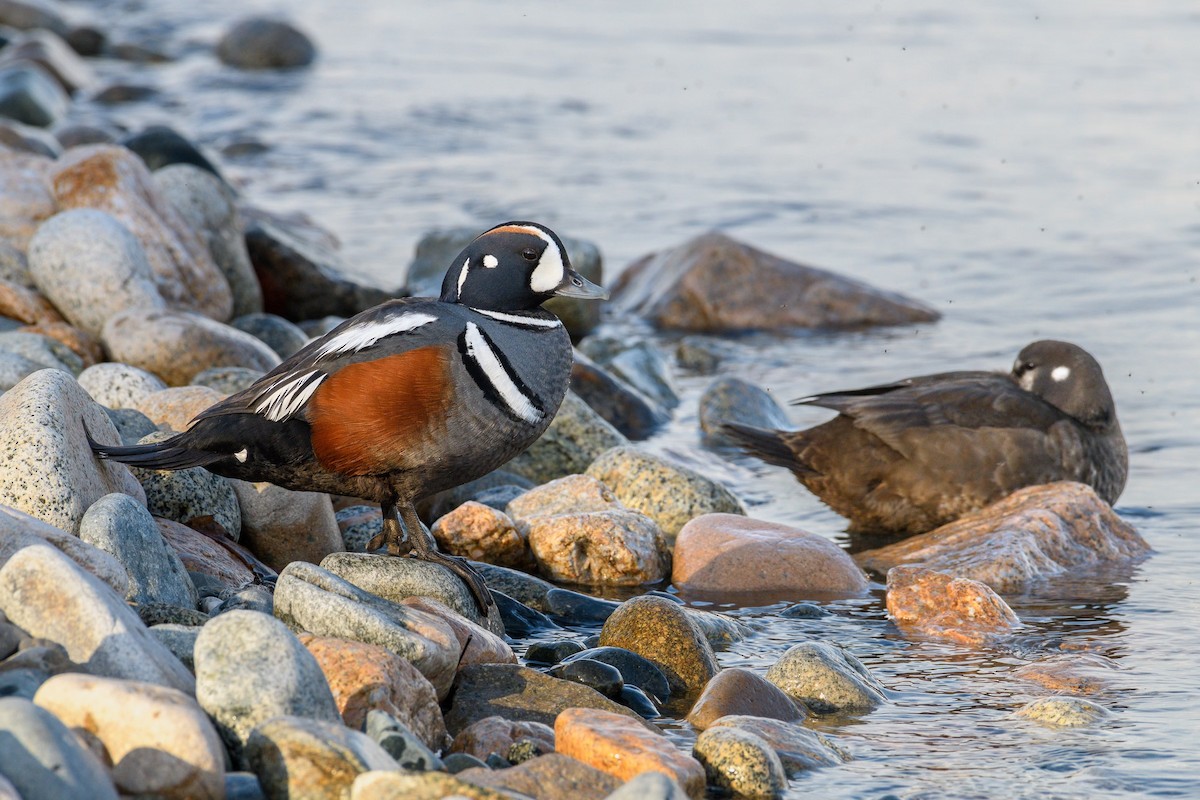 Harlequin Duck - Markus Weilmeier