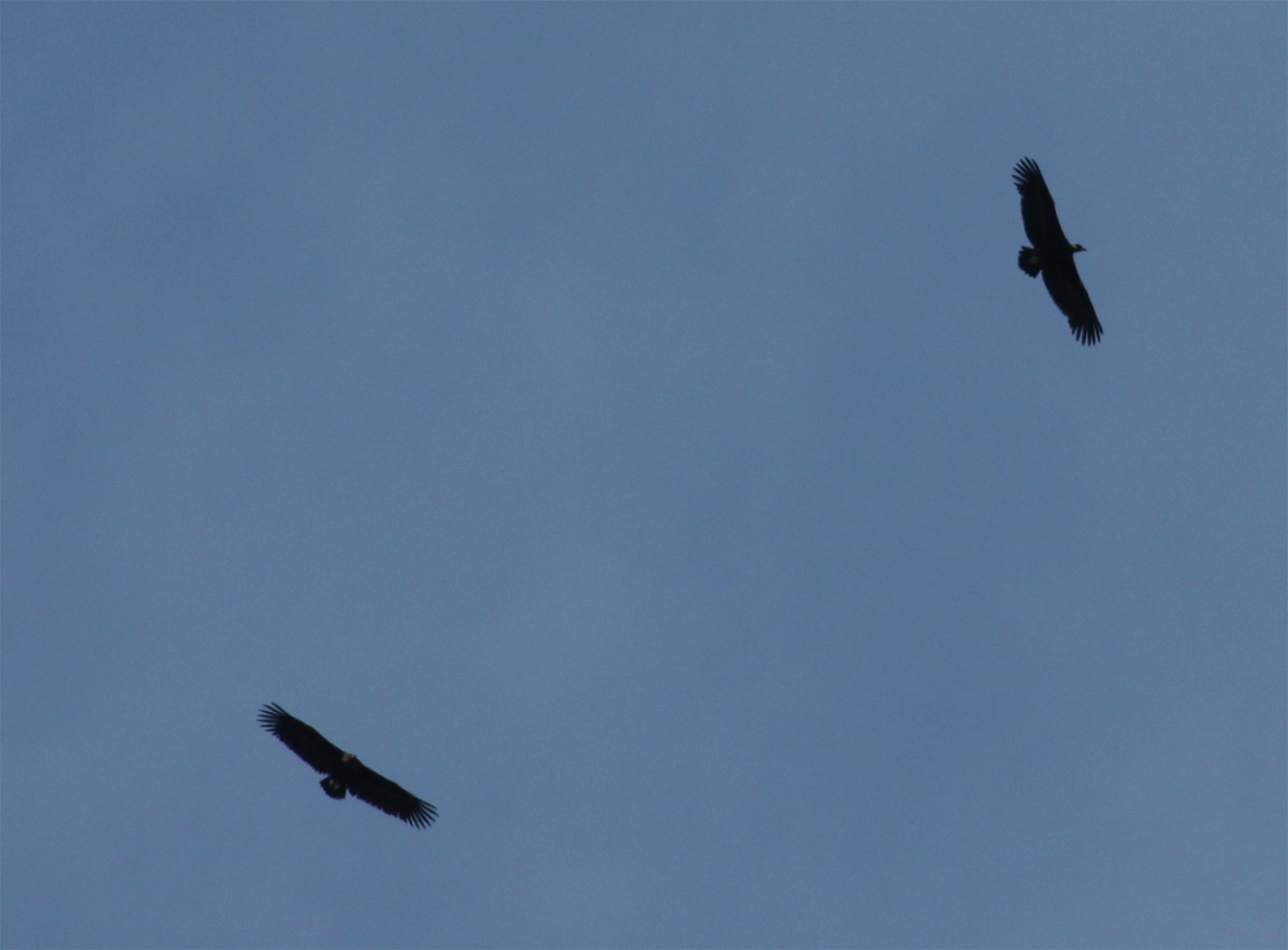 Cinereous Vulture - ML566314631