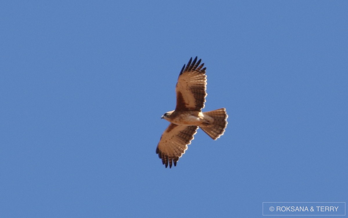 Águila Chica - ML56631621