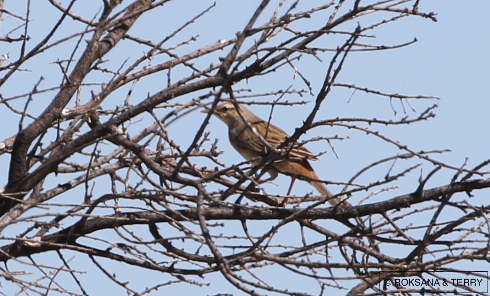 Rufous Songlark - ML56631671