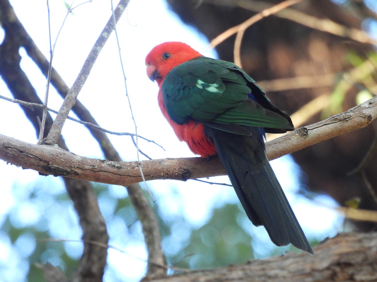 Australian King-Parrot - ML566317171