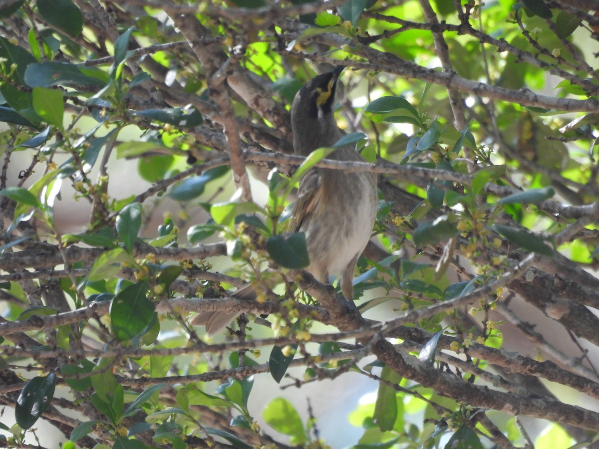 Yellow-faced Honeyeater - ML566317191