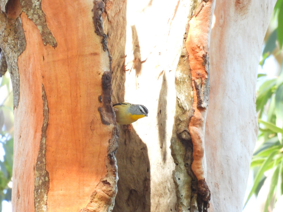 Spotted Pardalote - ML566317201