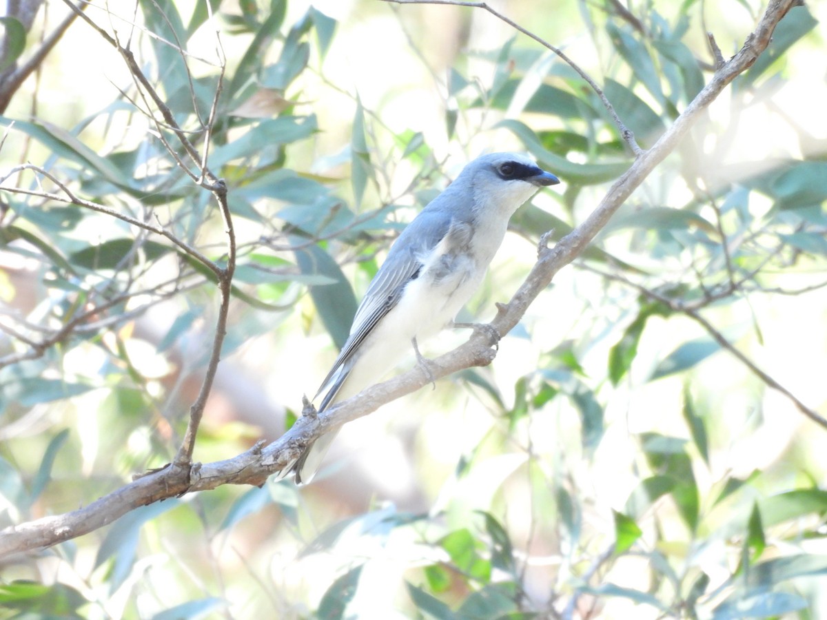 White-bellied Cuckooshrike - ML566317221