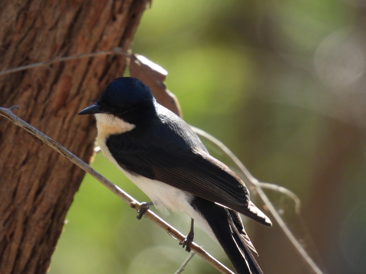 Restless Flycatcher - ML566317231