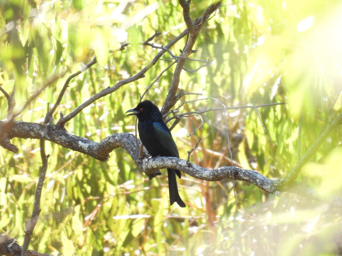 Spangled Drongo - ML566317291