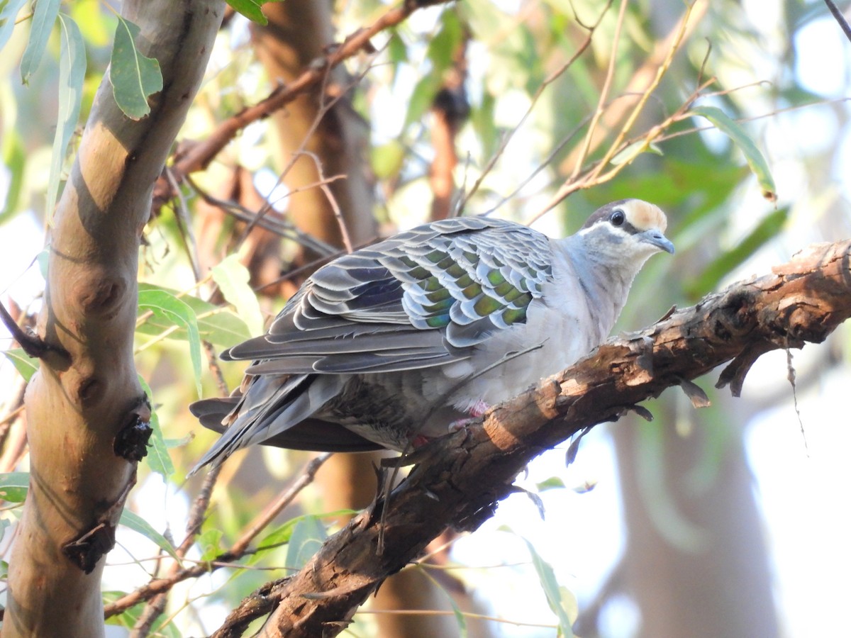 Common Bronzewing - ML566317571