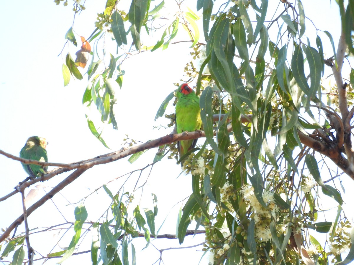 Little Lorikeet - Michael Wu