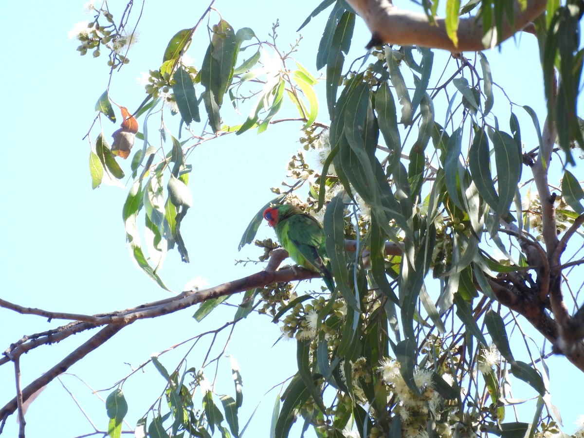 Little Lorikeet - Michael Wu