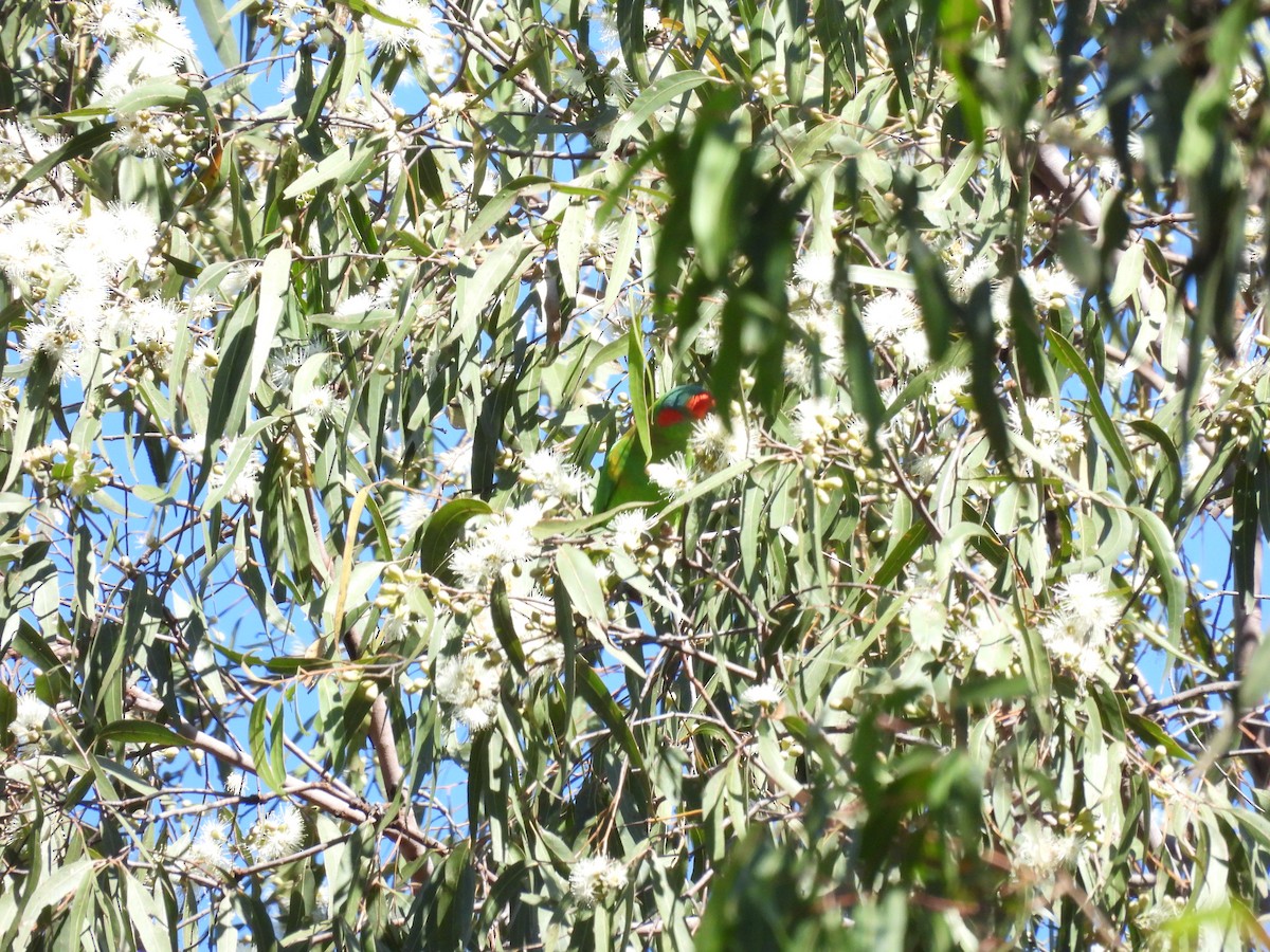 Musk Lorikeet - ML566317951