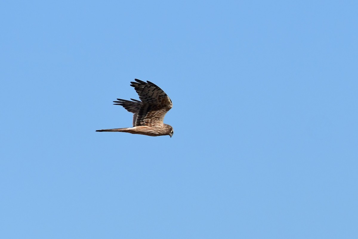זרון פס - ML566318821