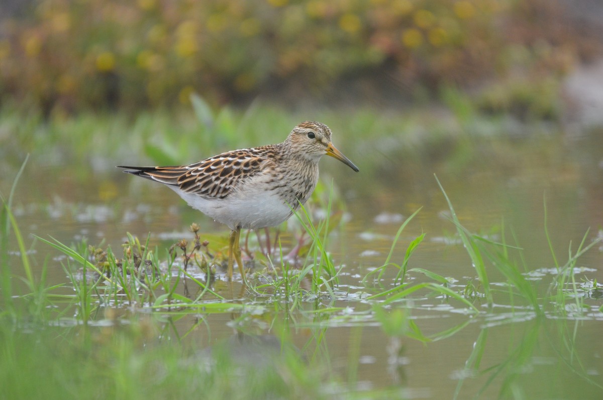 Pectoral Sandpiper - ML566319301