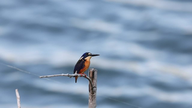 Azure Kingfisher - ML566320861