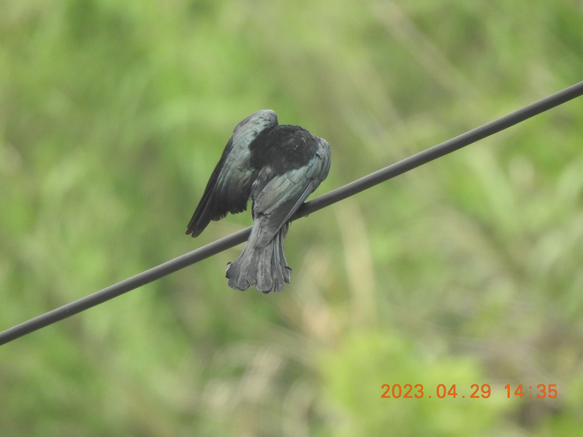 Hair-crested Drongo - ML566322391