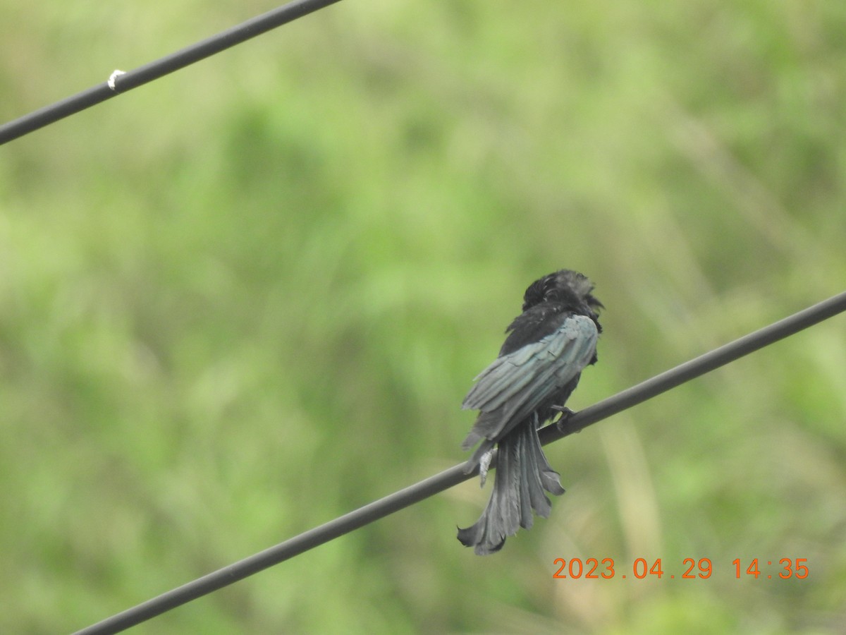 Hair-crested Drongo - ML566322401