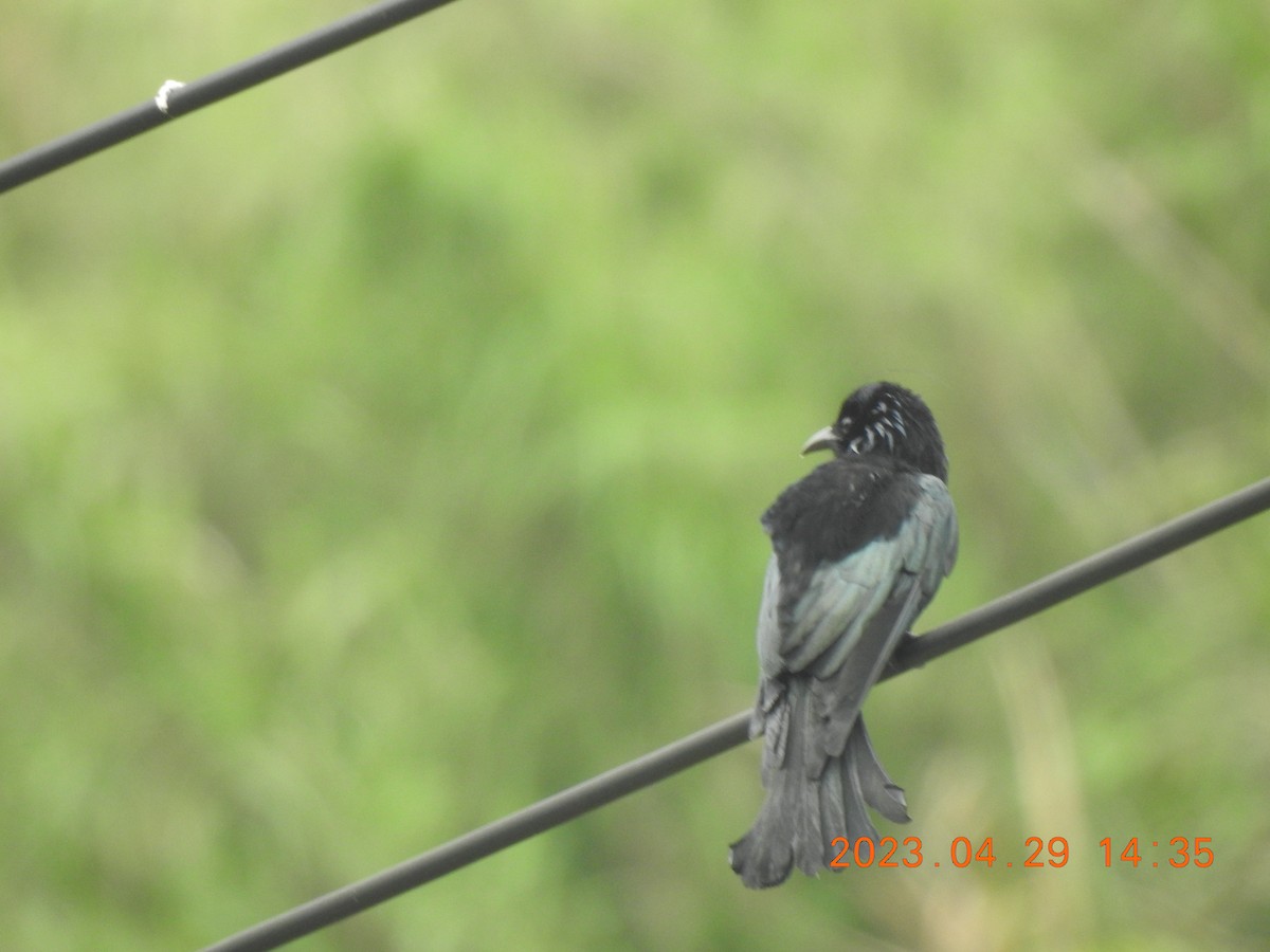 Hair-crested Drongo - ML566322411