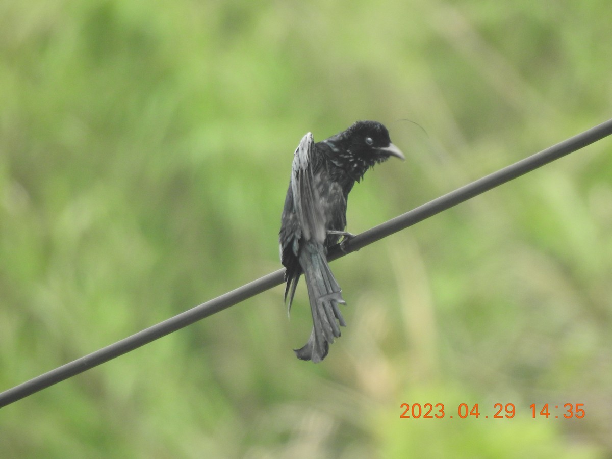 Hair-crested Drongo - ML566322421