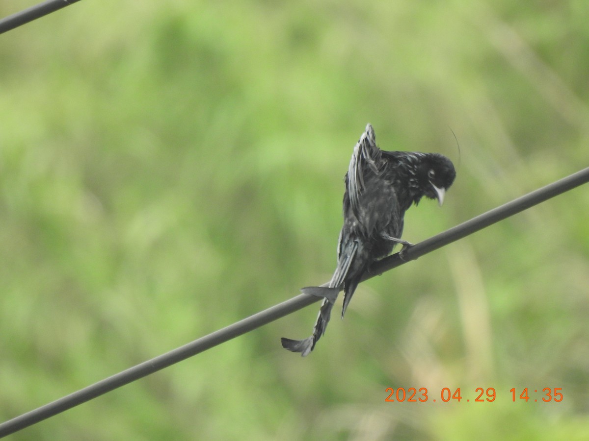 Hair-crested Drongo - ML566322431