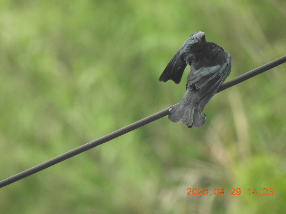 Hair-crested Drongo - ML566322441