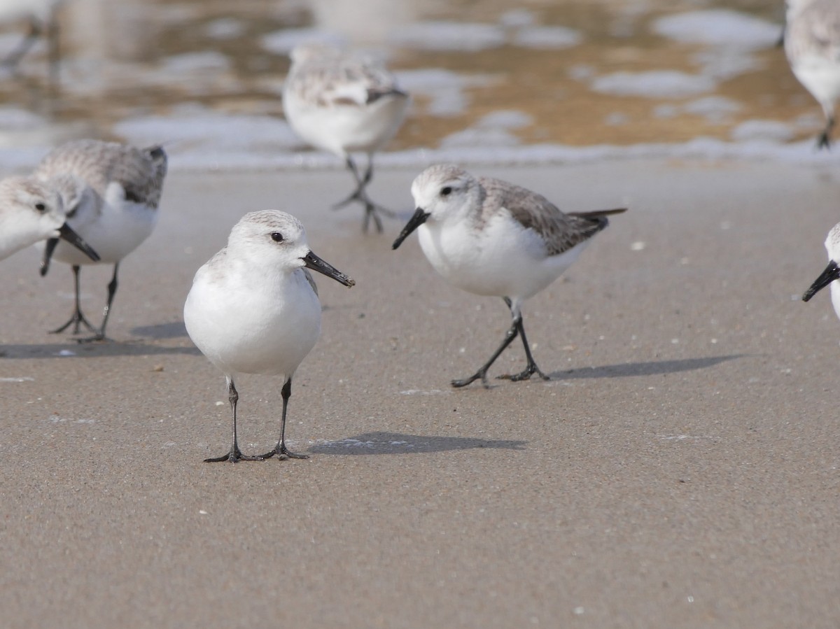 Bécasseau sanderling - ML566323151