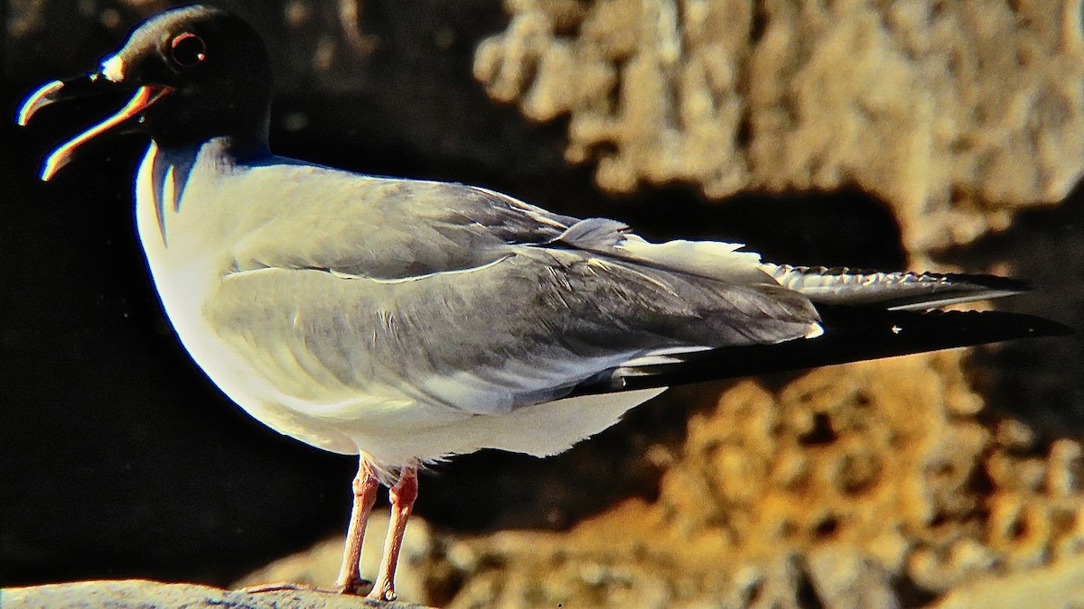 Swallow-tailed Gull - ML566323221