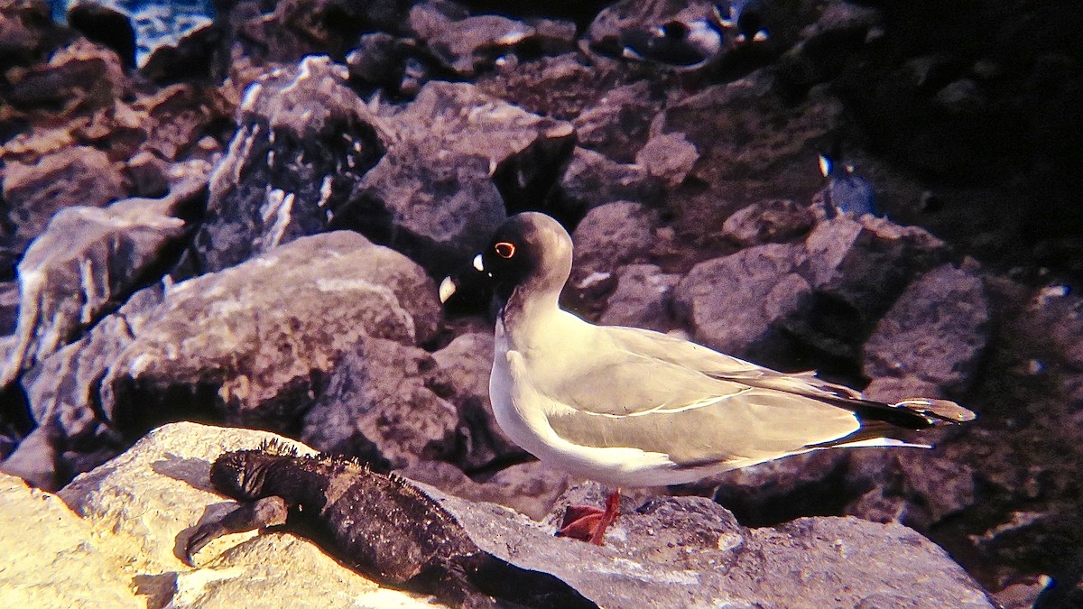 Swallow-tailed Gull - ML566323241