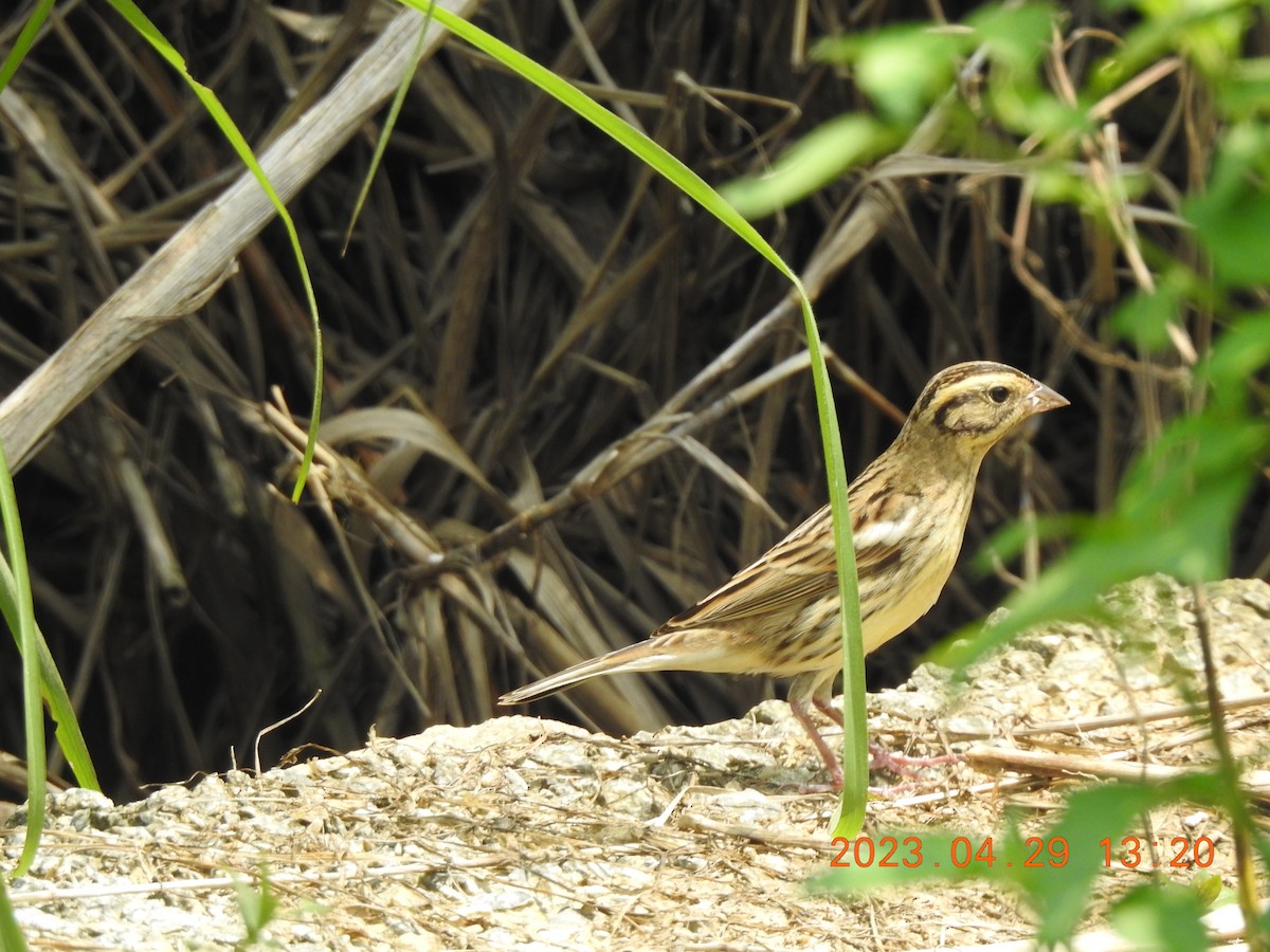 Yellow-breasted Bunting - ML566323271