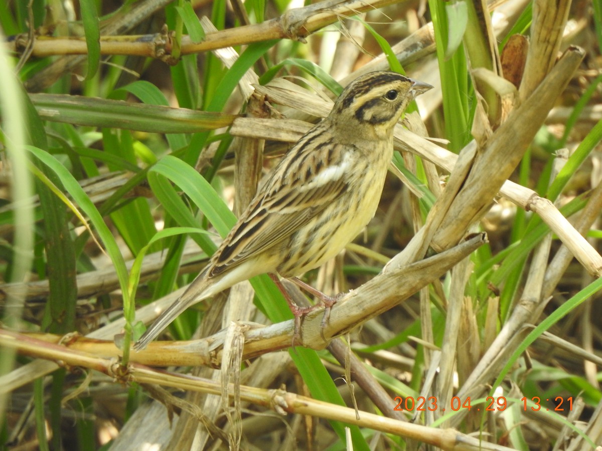 Yellow-breasted Bunting - ML566323281