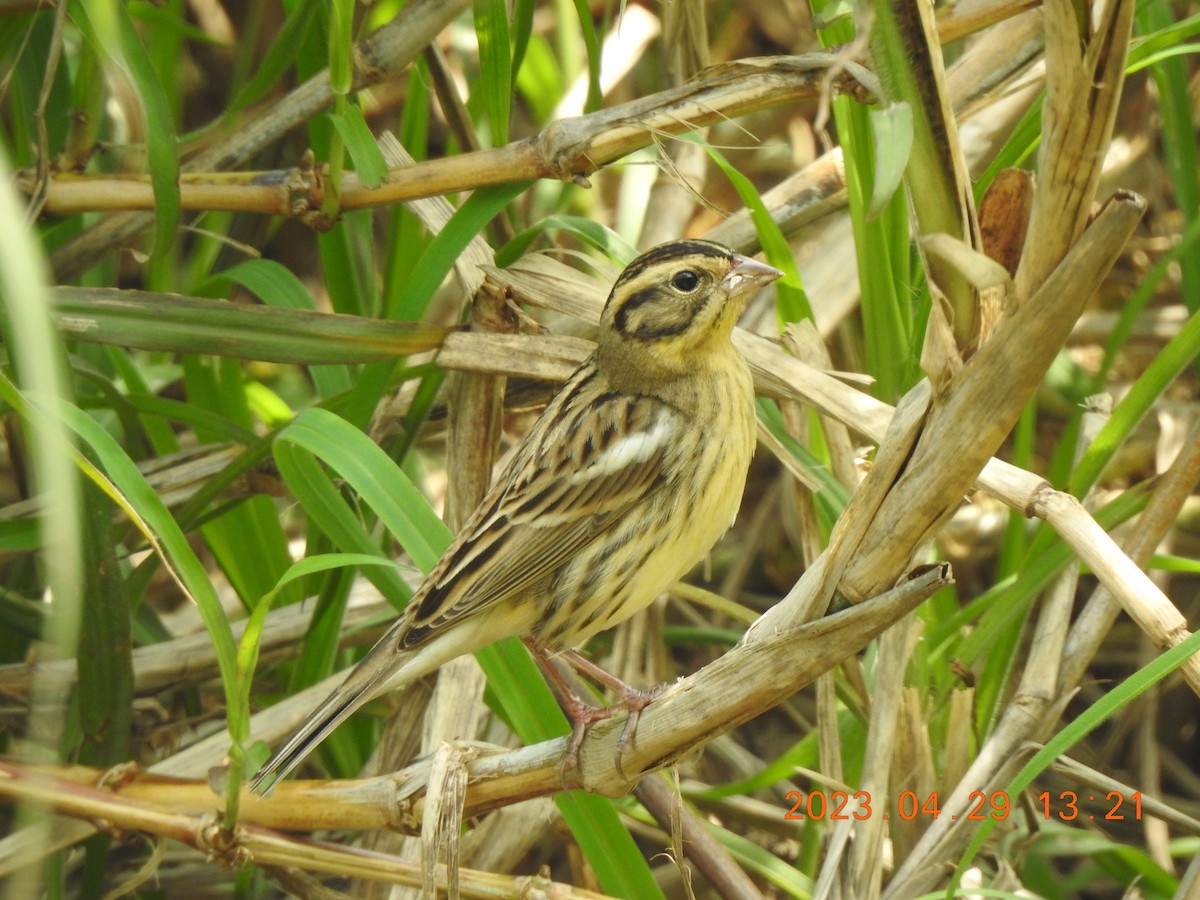 Yellow-breasted Bunting - ML566323291