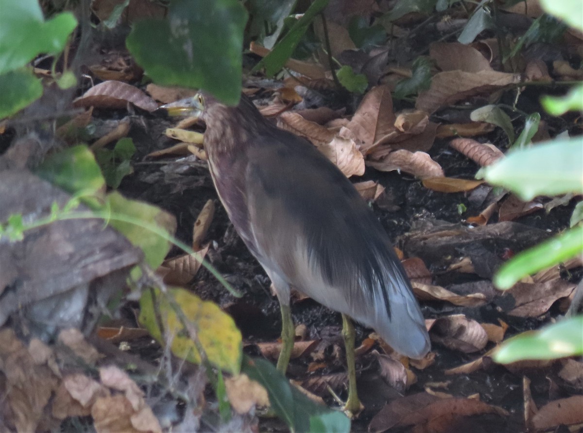 Chinese Pond-Heron - ML566324041