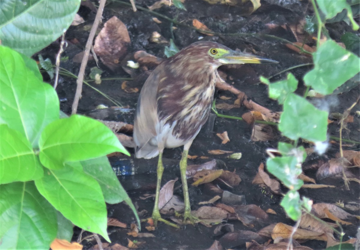 Chinese Pond-Heron - ML566324051