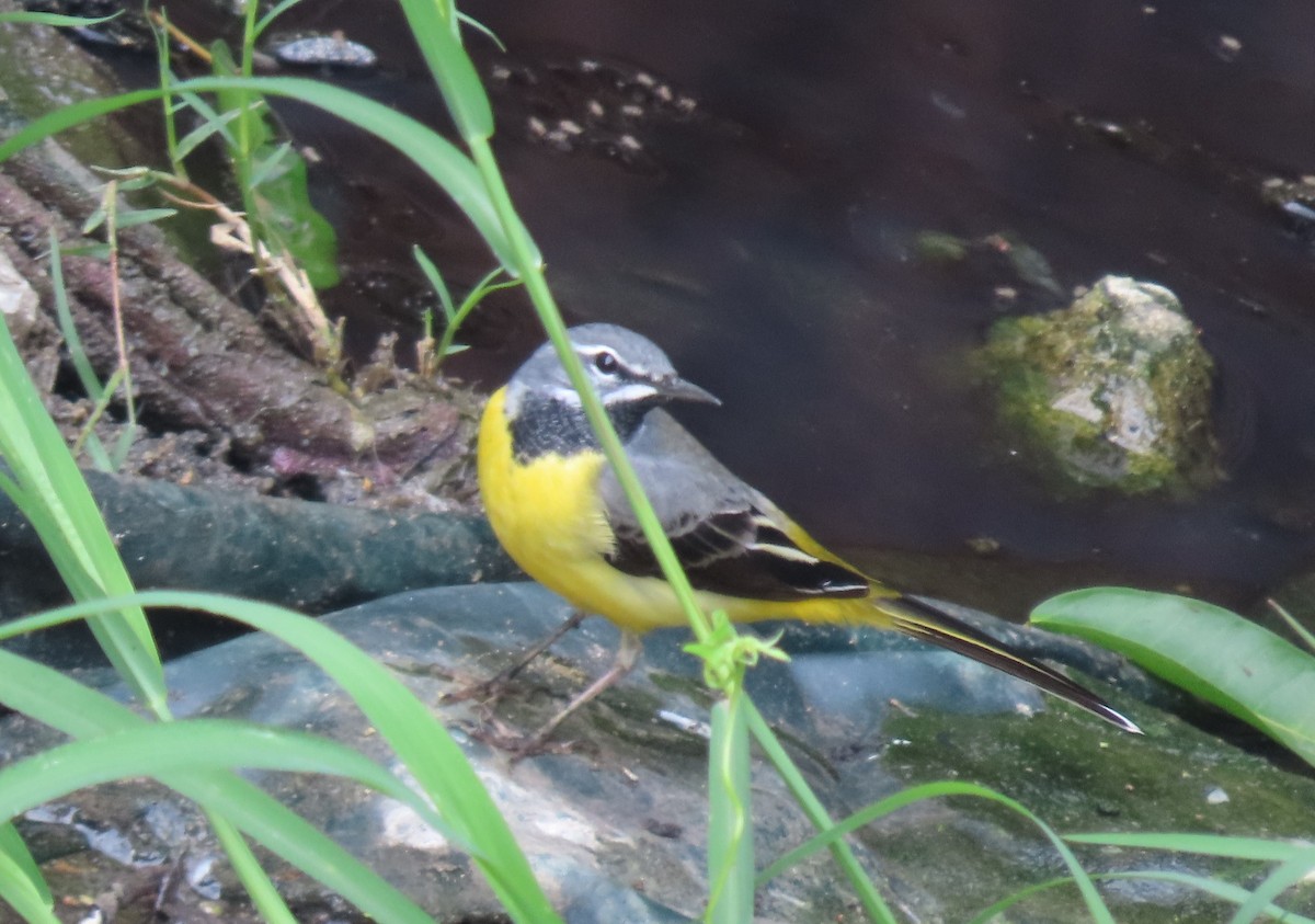 Gray Wagtail - ML566324171
