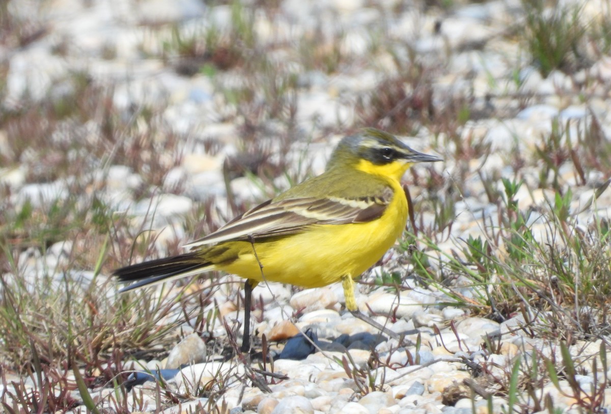 Western Yellow Wagtail (dombrowskii-type intergrade) - ML566324211