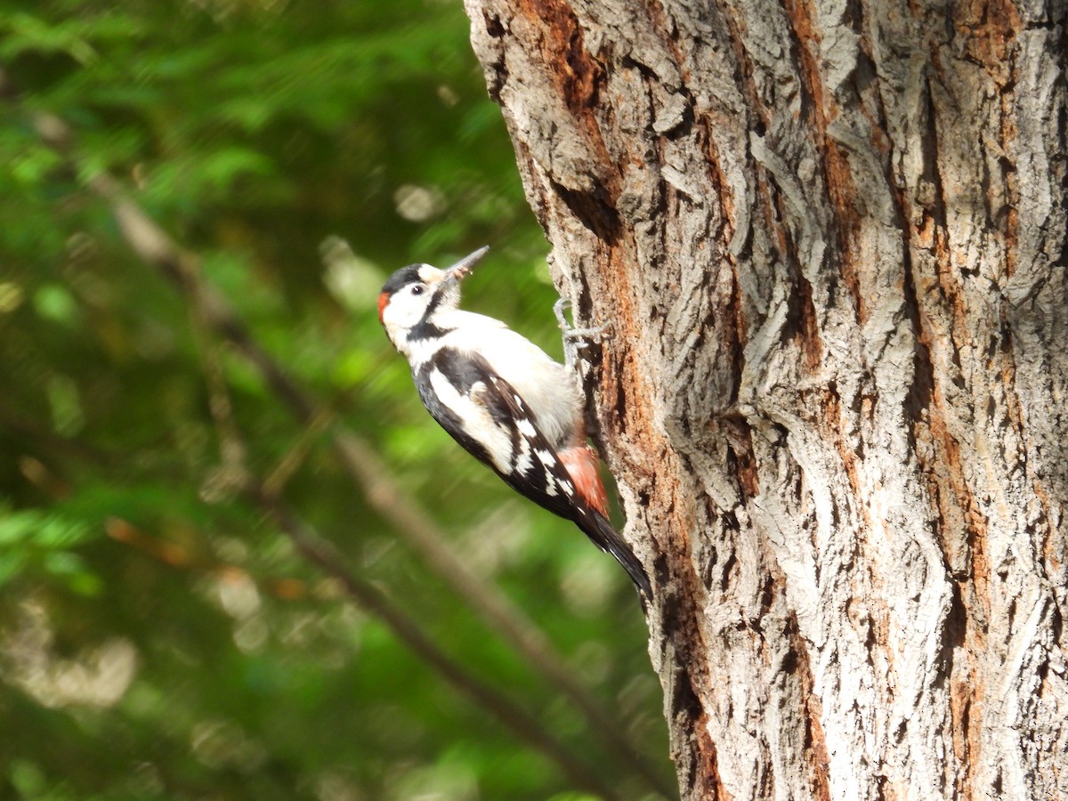 Syrian Woodpecker - ML566324891