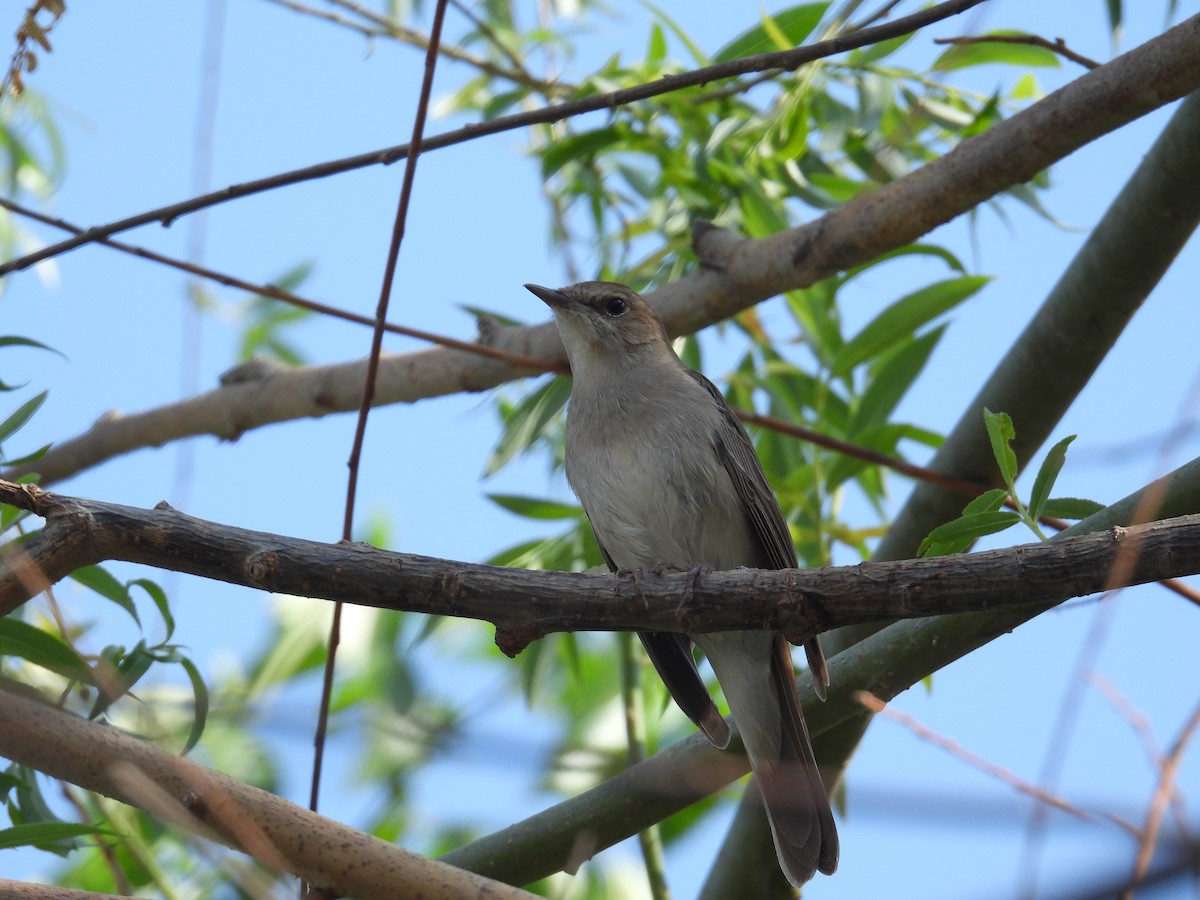 Common Nightingale - ML566325271