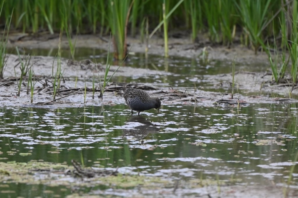 Australian Crake - ML566326261